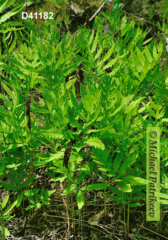 Sensitive Fern (Onoclea sensibilis)